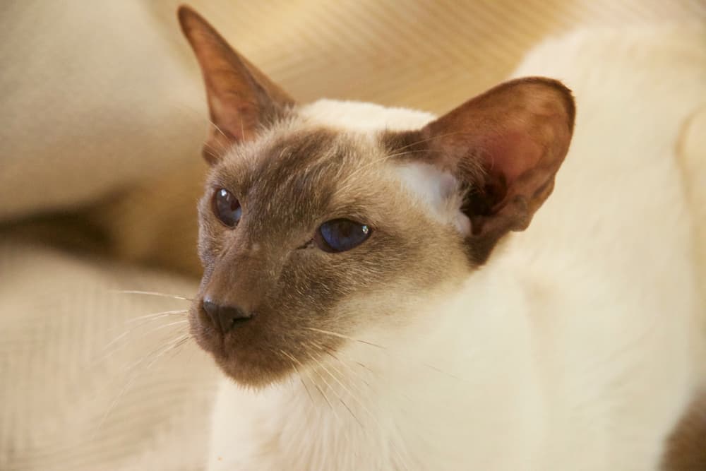 close up of a chocolate point siamese cat