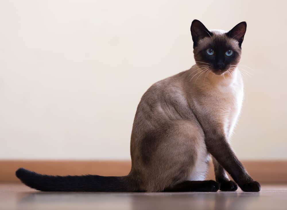 classic siamese cat sitting indoors. low shedding single coat shorthair siamese cat. 