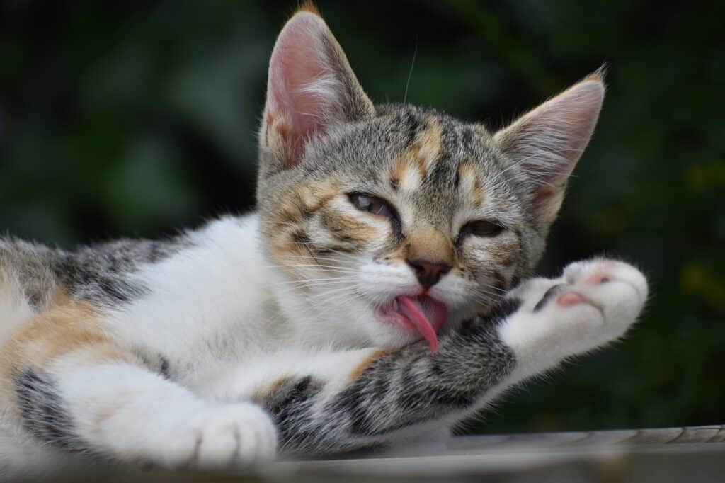 dilute calico cat grooming. caliby cat. calico tabby mix cat.