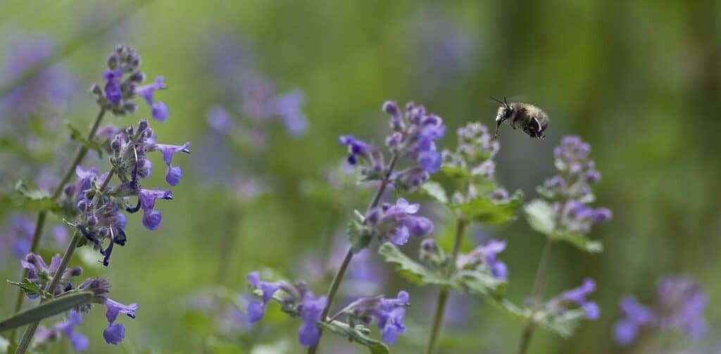 flowering catnip growing wild