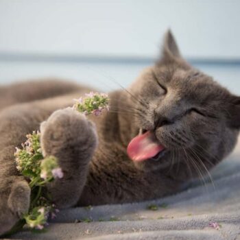gray cat enjoying fresh catnip