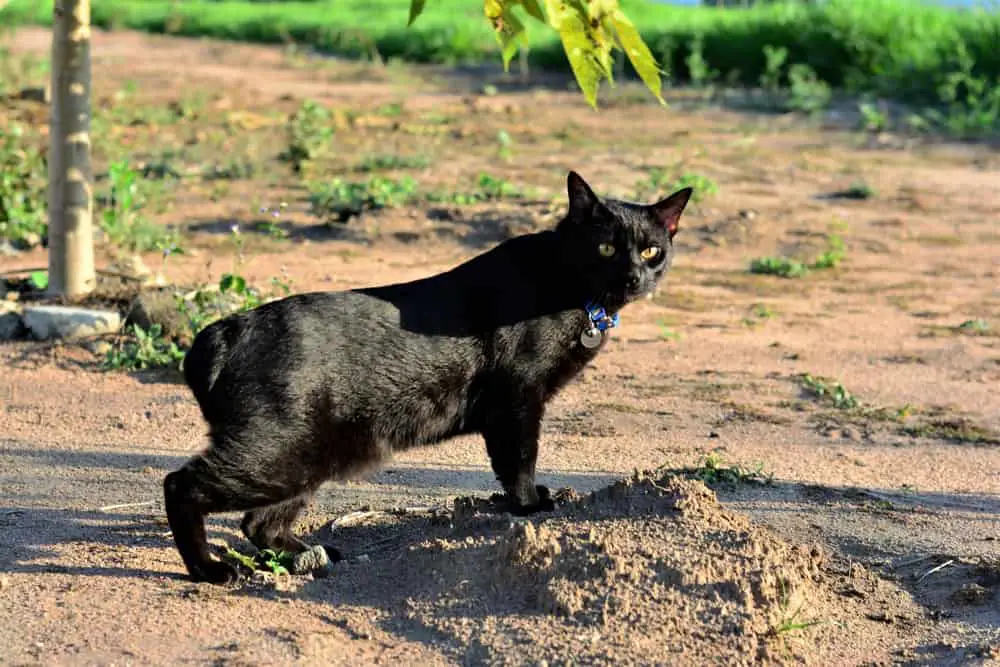a black japanese bobtail cat in a garden