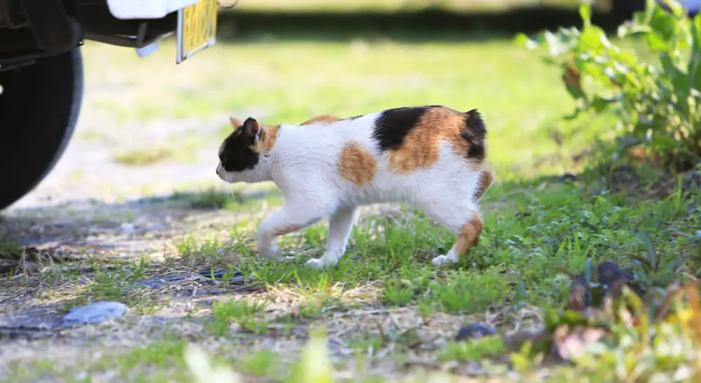a stray calico japanese bobtail cat outdoors