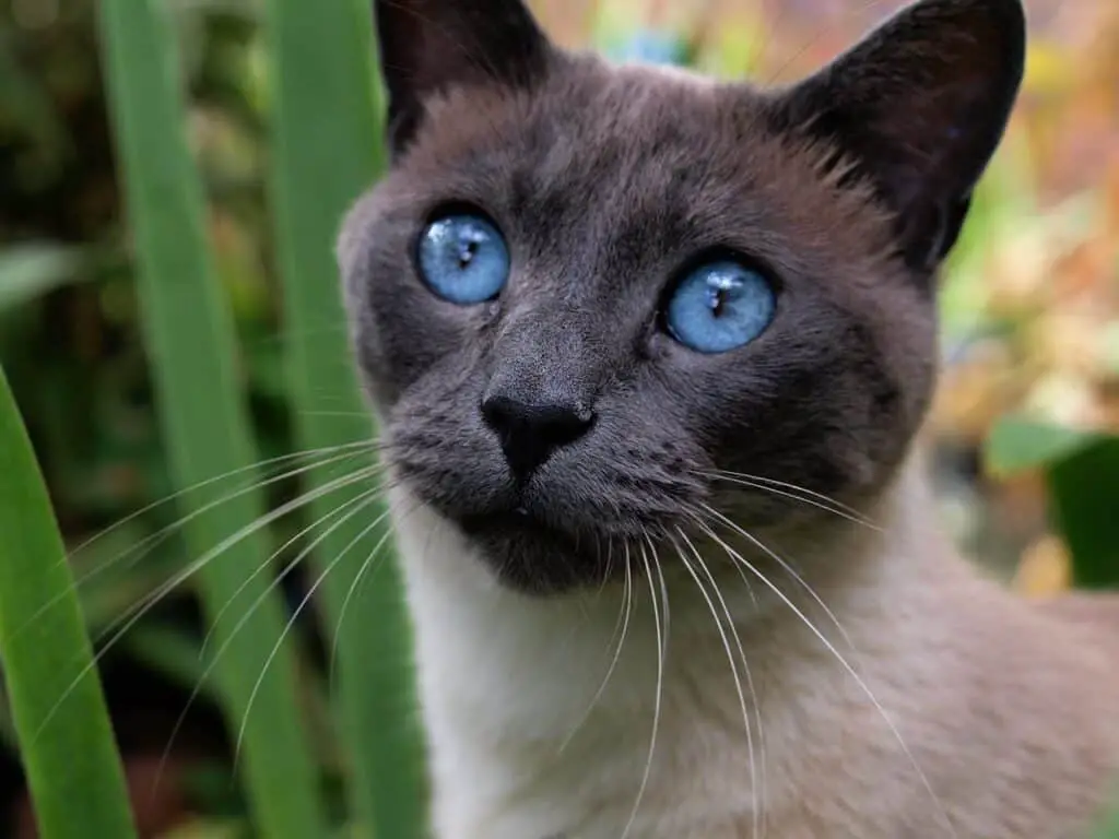 seal point siamese cat with blue eyes outdoors