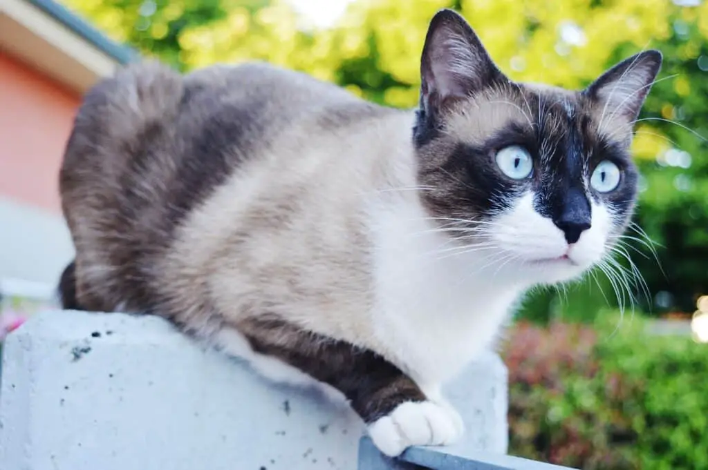 snow shoe siamese cat with blue eyes outdoors. low shed cat breed