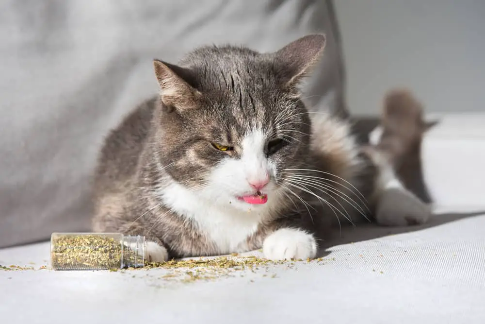 tabby cat eating catnip with funny face
