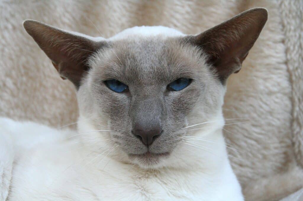 modern wedge head siamese cat