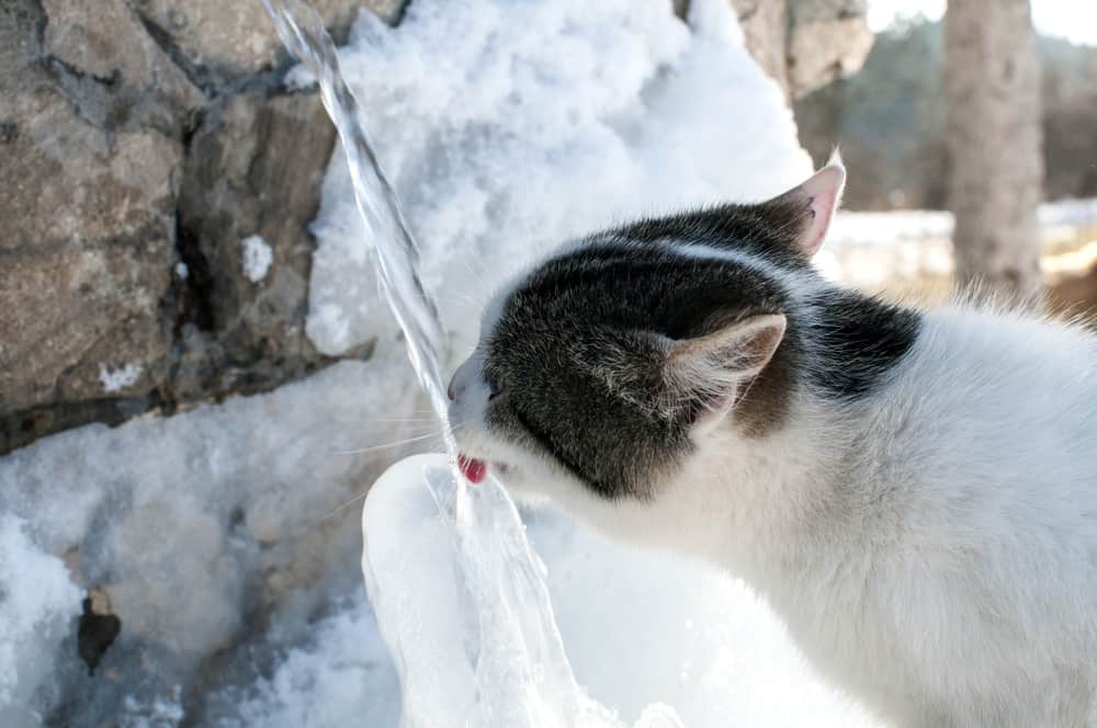 black and white cat drinking cold water from a fountain on an icy winter day