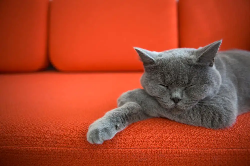 grey cat relaxing on orange sofa