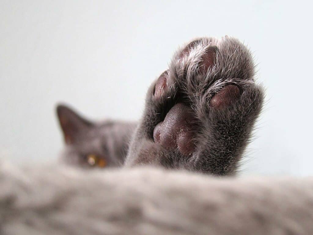 close up of a cats paw