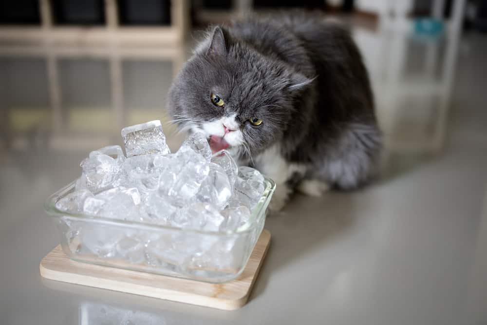 grey and white persian licking ice cubes in a bowl