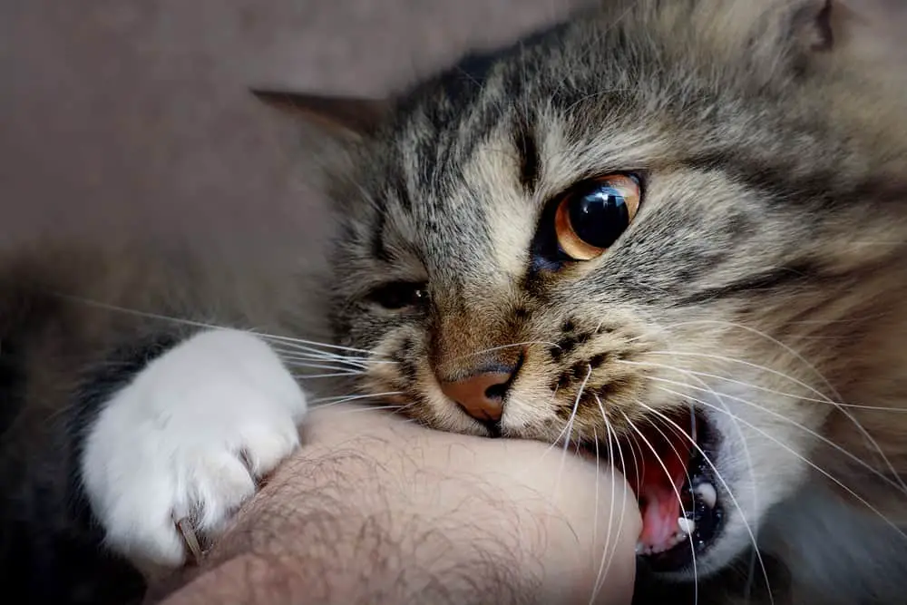 tabby cat biting a hand gently in warning