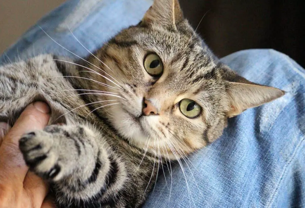 tabby cat being stroked on chest allert