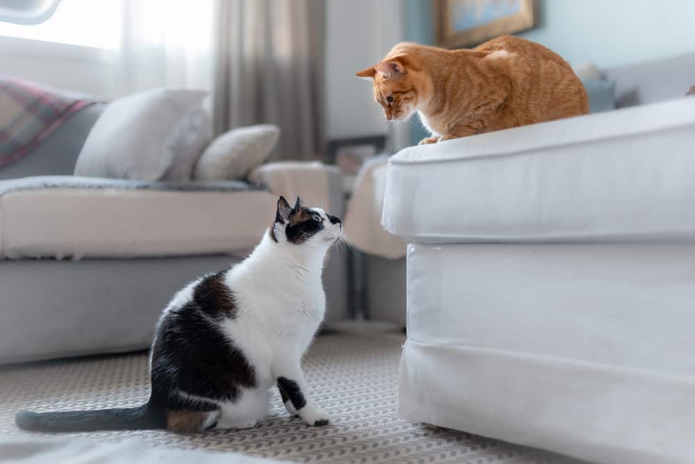 Two cats facing off over a sofa