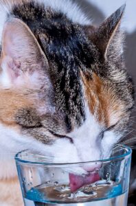 calico cat drinking water from a glass