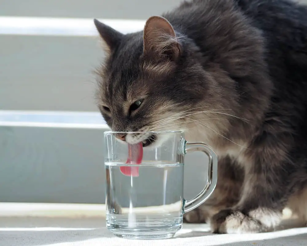 tabby cat drinking from cup