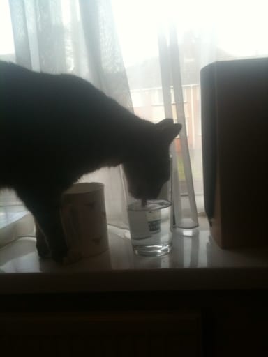 tabby cat drinking from glass