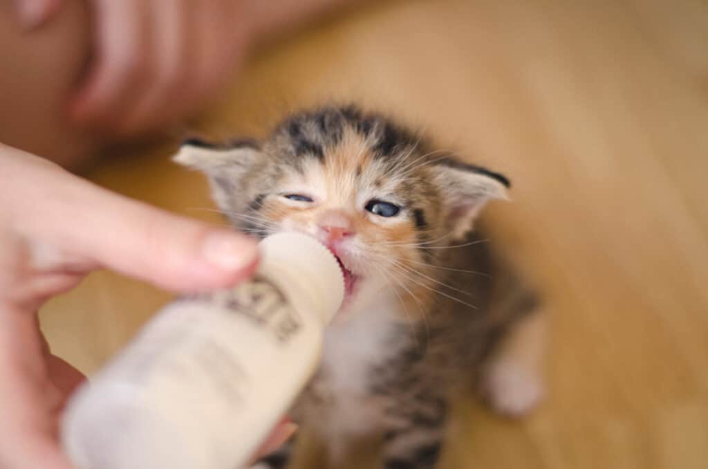 unweaned kitten being bottle fed