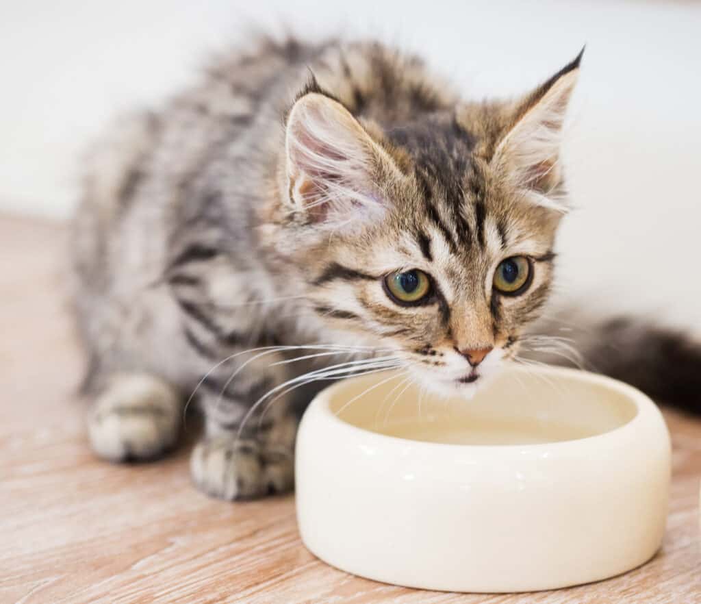 maine coon silver tabby kitten drinking water from a bowl