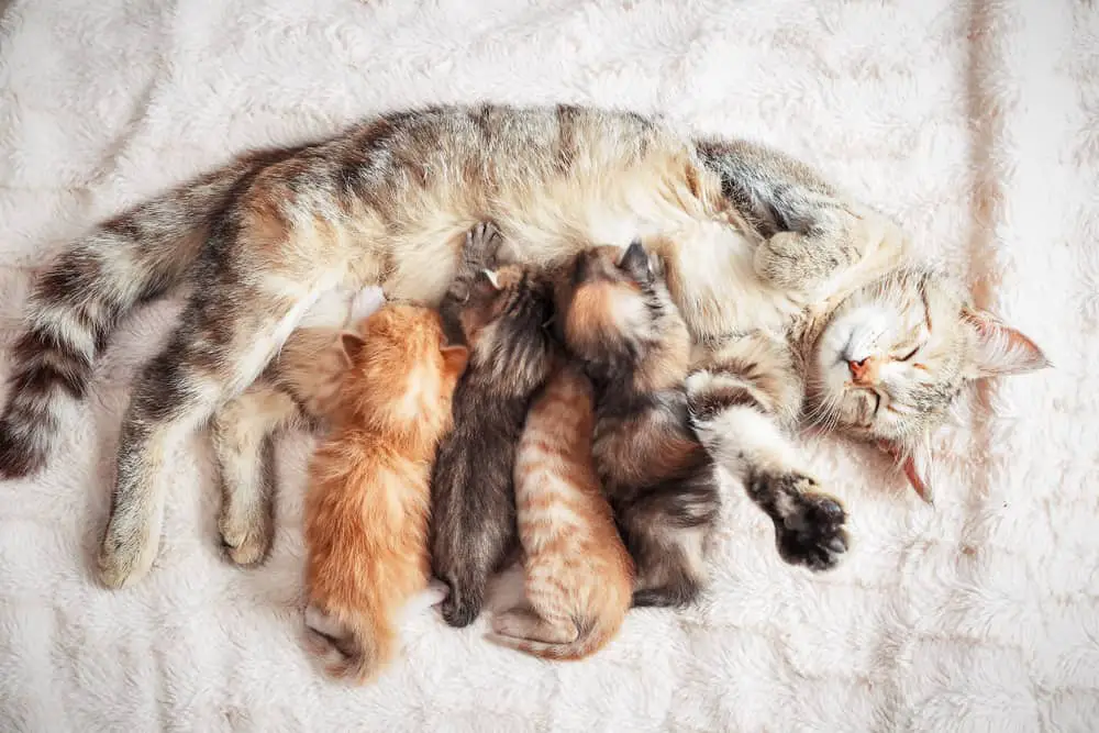 kittens feeding with mother nursing