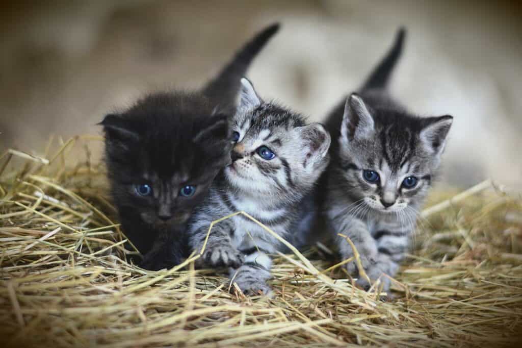 three kittens in straw