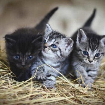 three kittens in straw