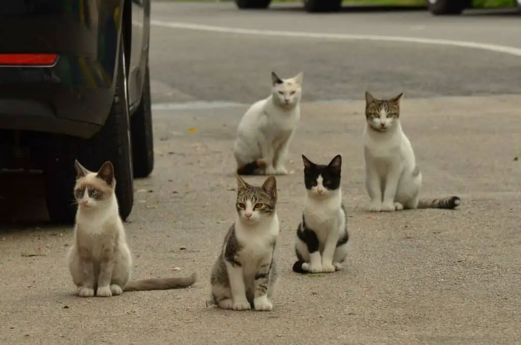 five weaned feral kittens on a street in a gang