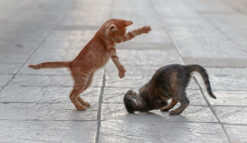 two weaned kittens play fighting together