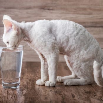 young white cat drinking from glass of water