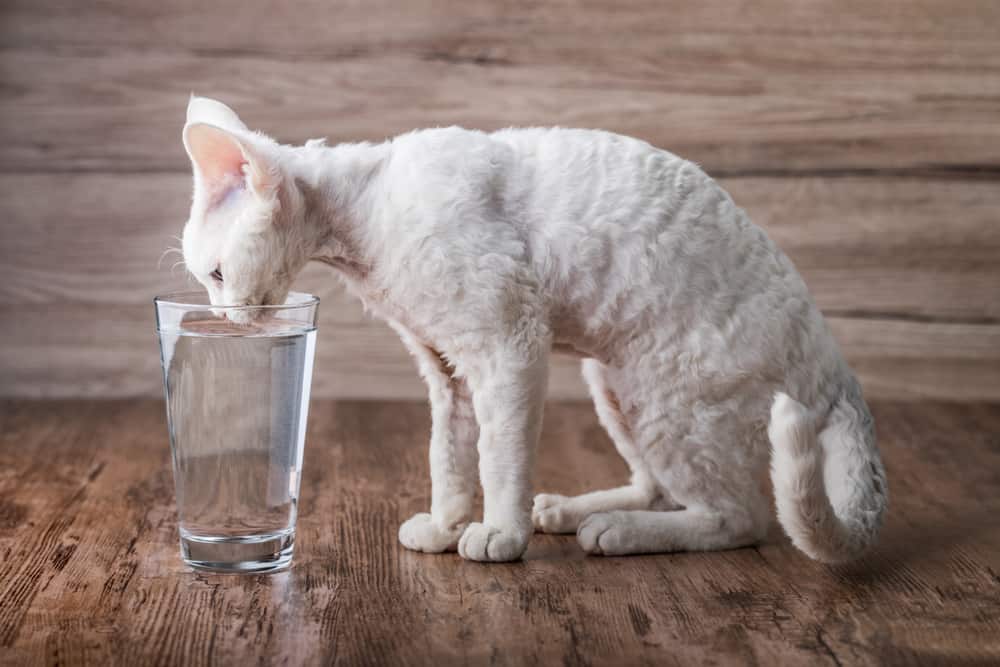 young white cat drinking from glass of water
