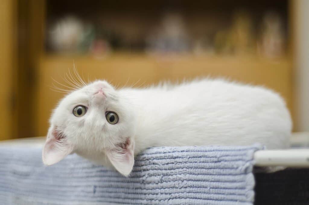 white kitten lying down. domestic shorthair cat