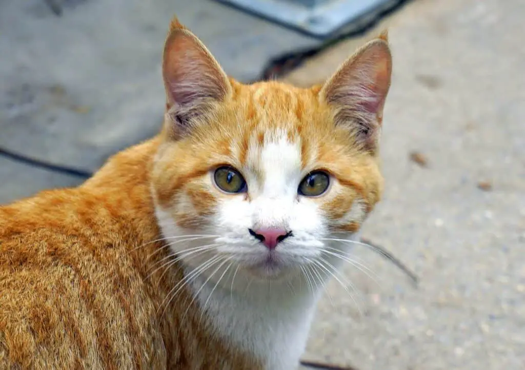 domestic shorthair cat, red and white cat with black boogers