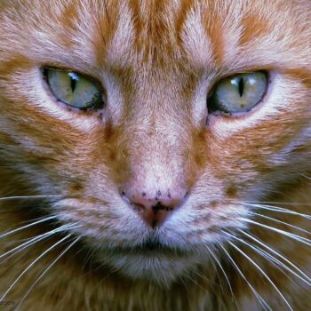 red tabby cat boogers or lentigo