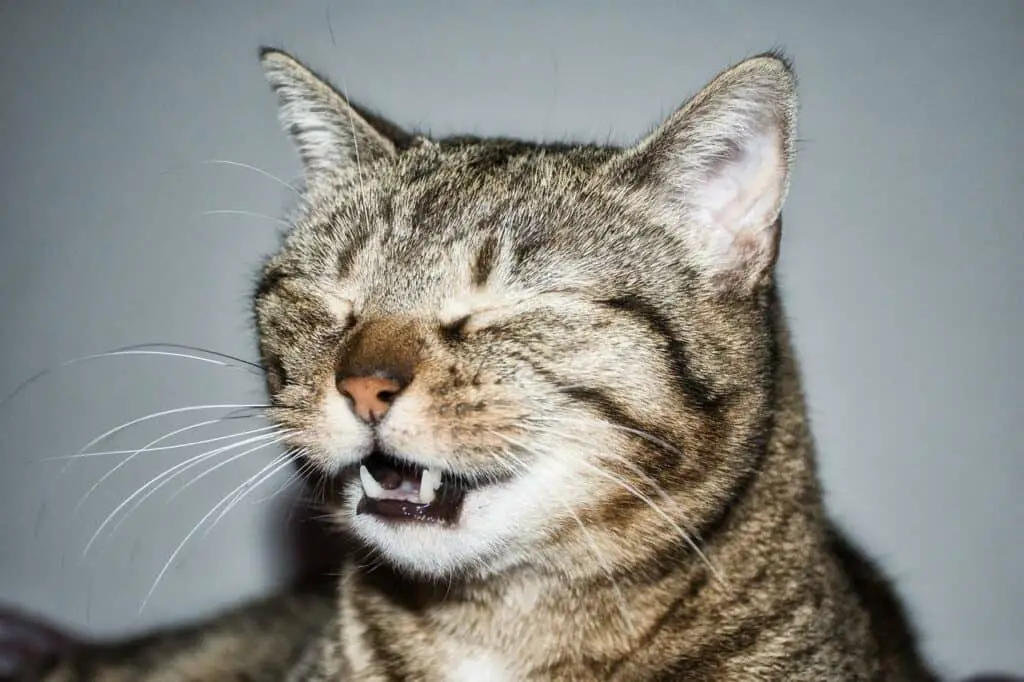 cat sneezing with feline nasal infection