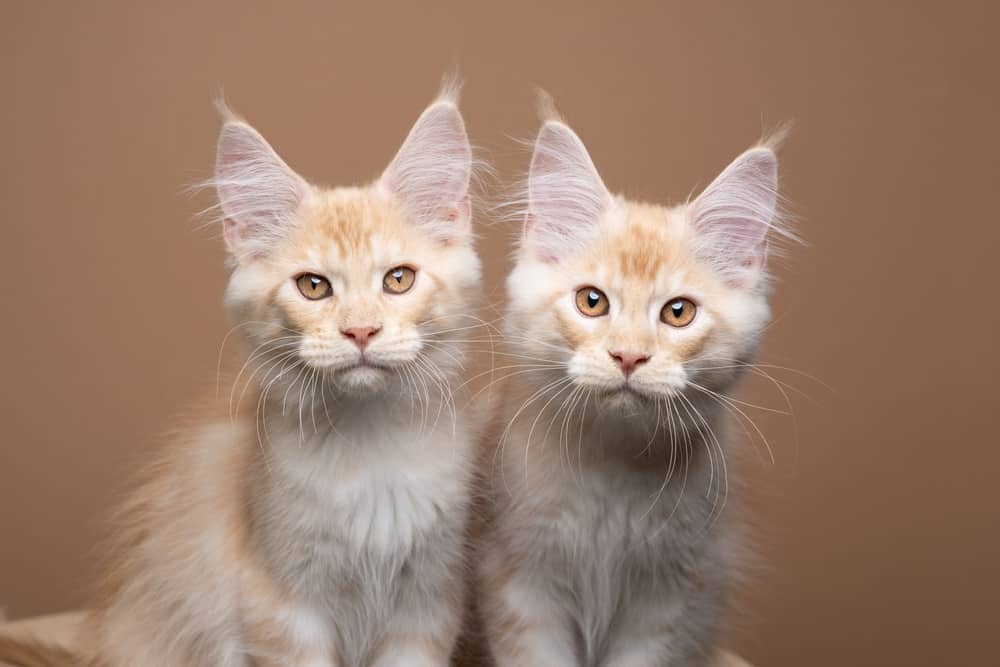maine coon cream tabby cat kittens