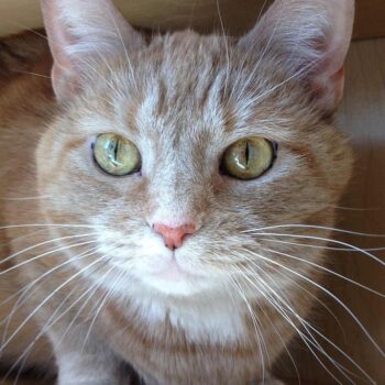 cream tabby cat with yellow eyes, dilute orange tabby cat