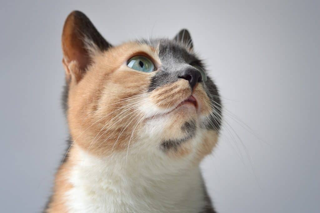 dilute calico cat face