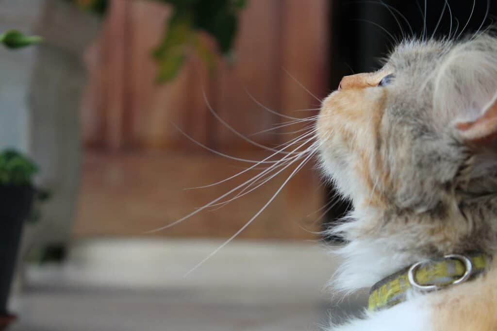 dilute muted calico cat face