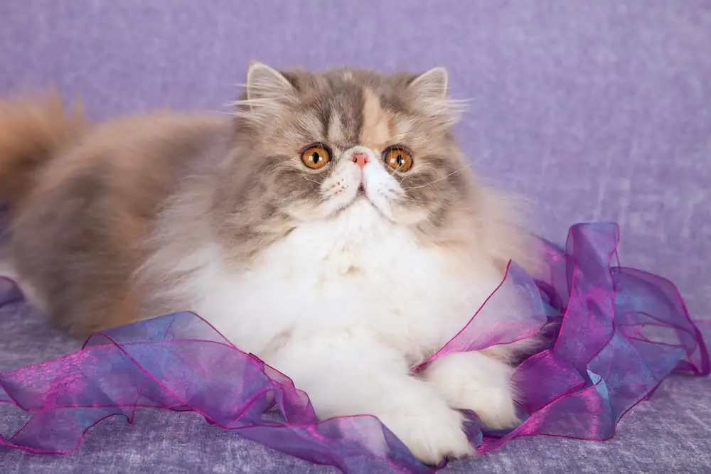 dilute calico faded persian long hair cat, muted calico , pastel calico