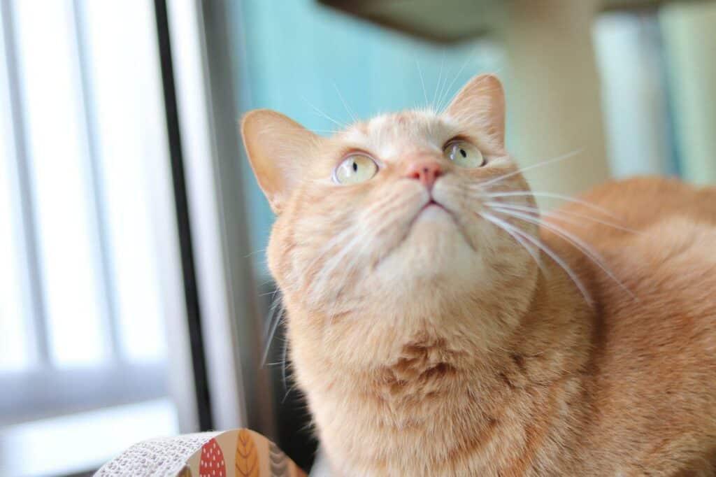 dilute orange tabby cat, cream tabby cat