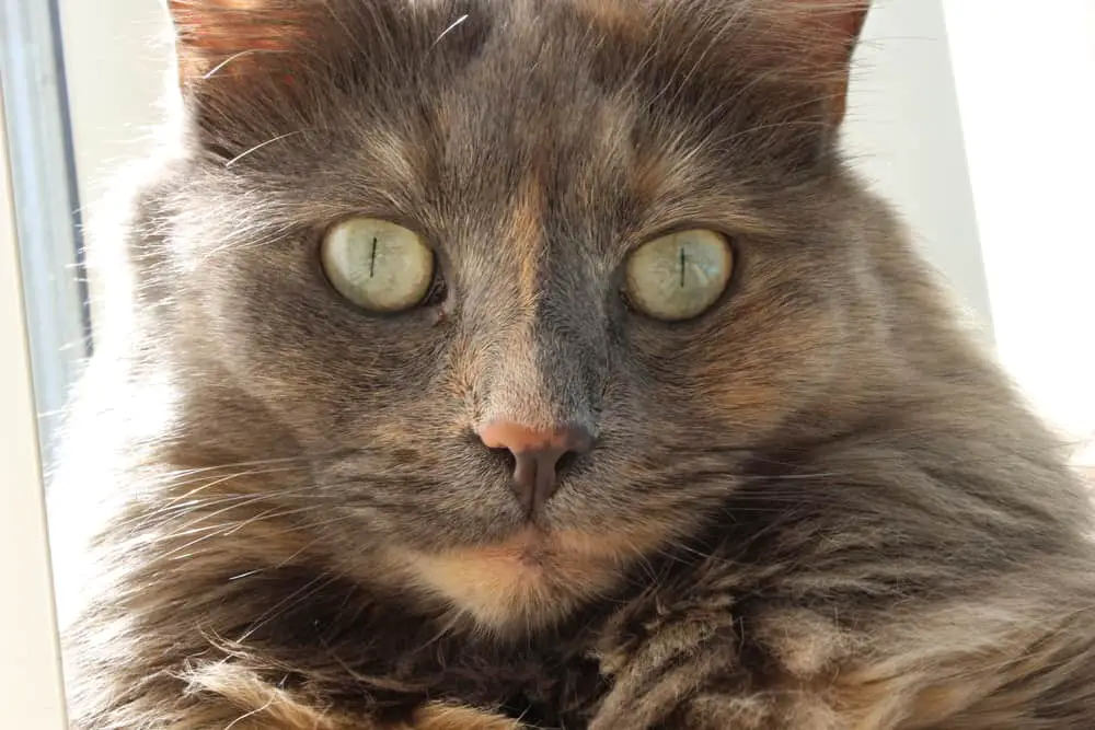 dilute tortie longhair cat portrait