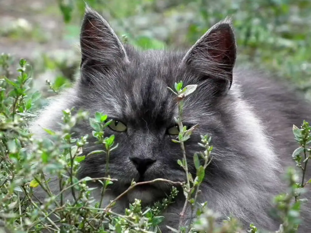 siberian cat lying in undergrowth. long hair grey cat breed.