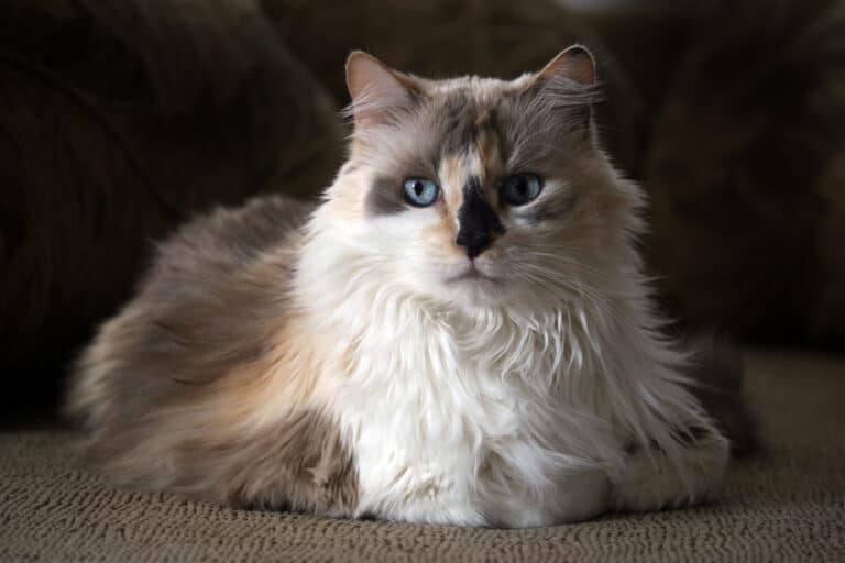 What Makes A Dilute Calico Cat Special?