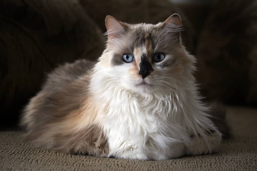 long hair dilute calico cat