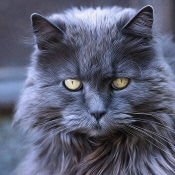 long haired grey cat breeds grey cat with yellow eyes