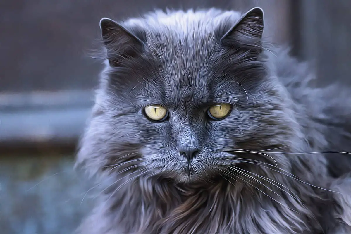 6 Long Haired Grey Cat Breeds