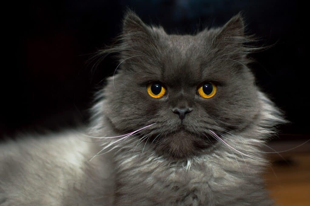 grey domestic long hair cat with amber eyes