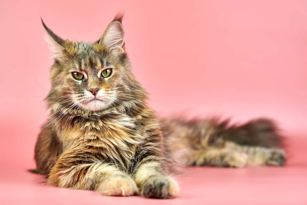 Maine Coon Tortie Long Hair