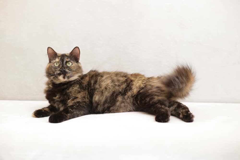 Long Hair Manx Tortie Cat