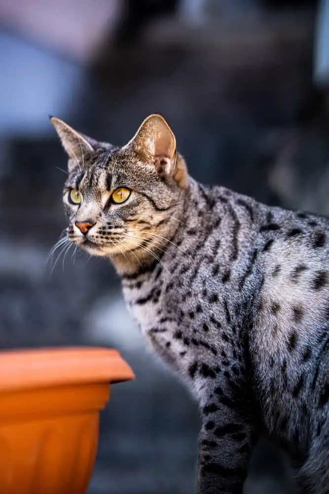 silver ocicat tabby cat outdoors with amber eyes